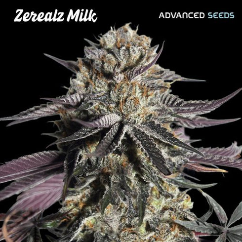 Advanced Seeds - Zerealz Milk